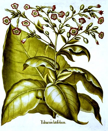 Tobacco Plant